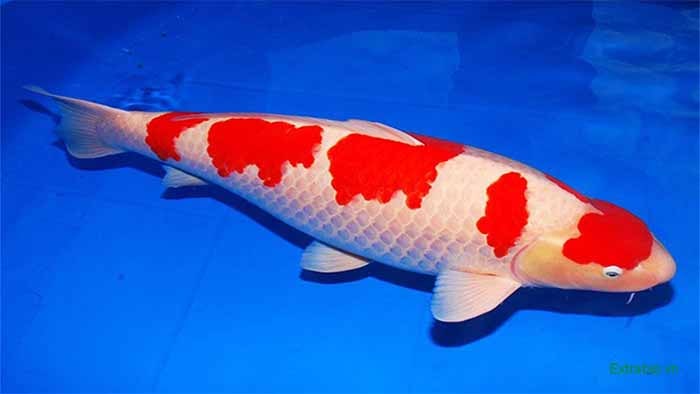 cá chép Koi Kouhaku